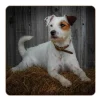 iStyle Rural Roots 4 Piece Square Coaster Set - Jack Russel