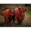 iStyle Rural Roots 4 Piece Rectangular Placemat Set - Highland Cows
