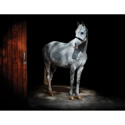 iStyle Rural Roots Rectangular Glass Worktop Saver - Horse