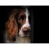iStyle Rural Roots Rectangular Glass Worktop Saver - Springer Spaniel